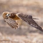 全面解读澳亚国际平台:安全性、服务与用户体验的比较 wct2c9