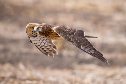 全面解读澳亚国际平台：安全性、服务与用户体验的比较