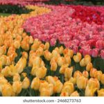 310足球赛事高清直播:精彩对决不容错过 gfsq1sm